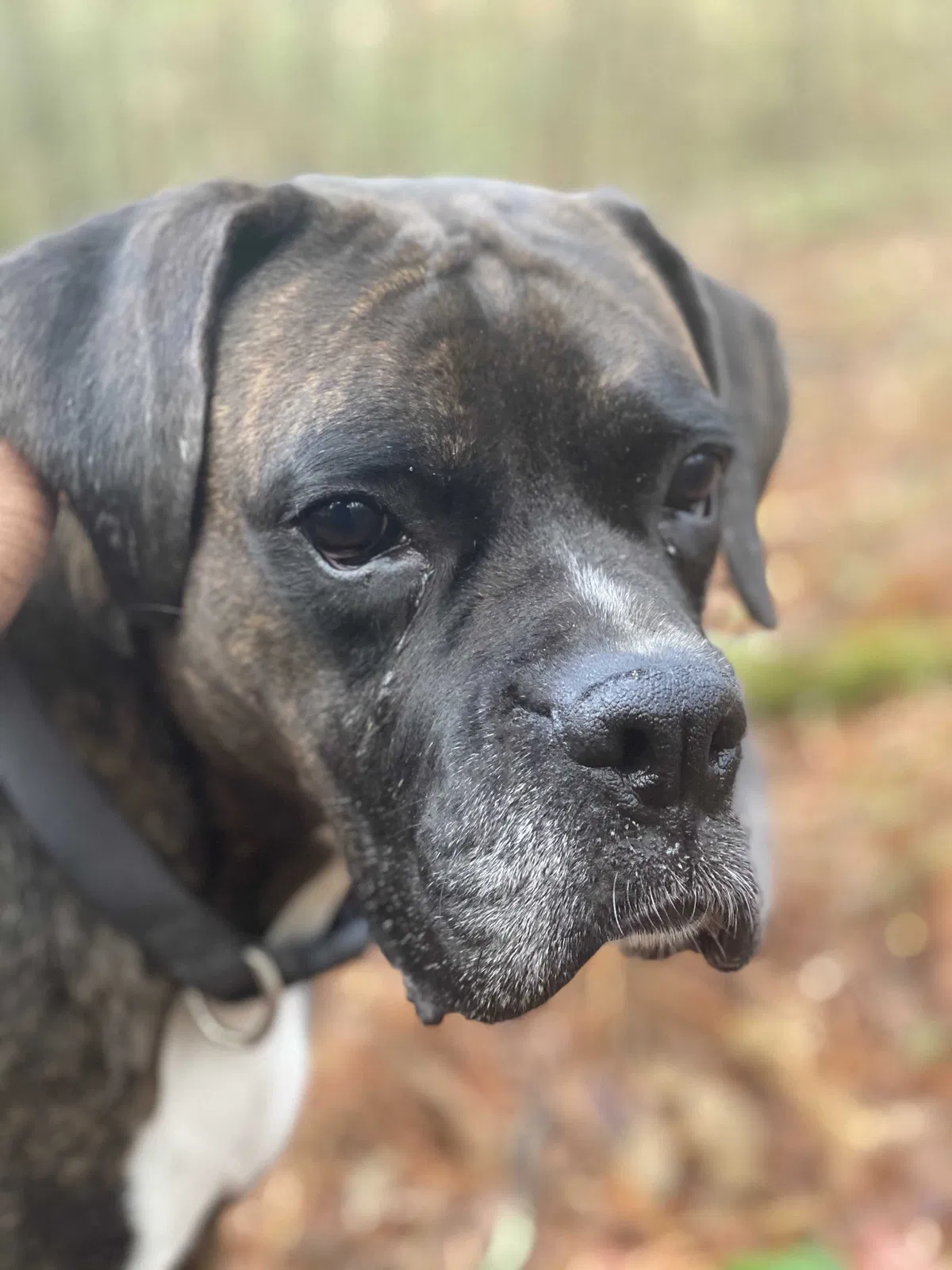 Lost dog in Vincent, AL, 35178