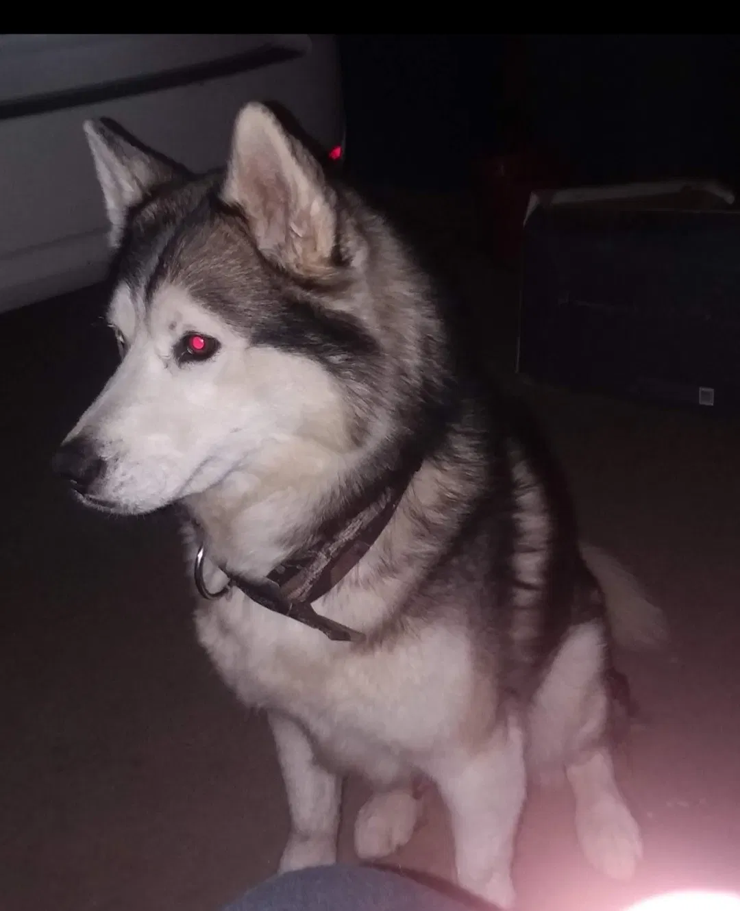 Lost dog in Fresno, CA, 93726