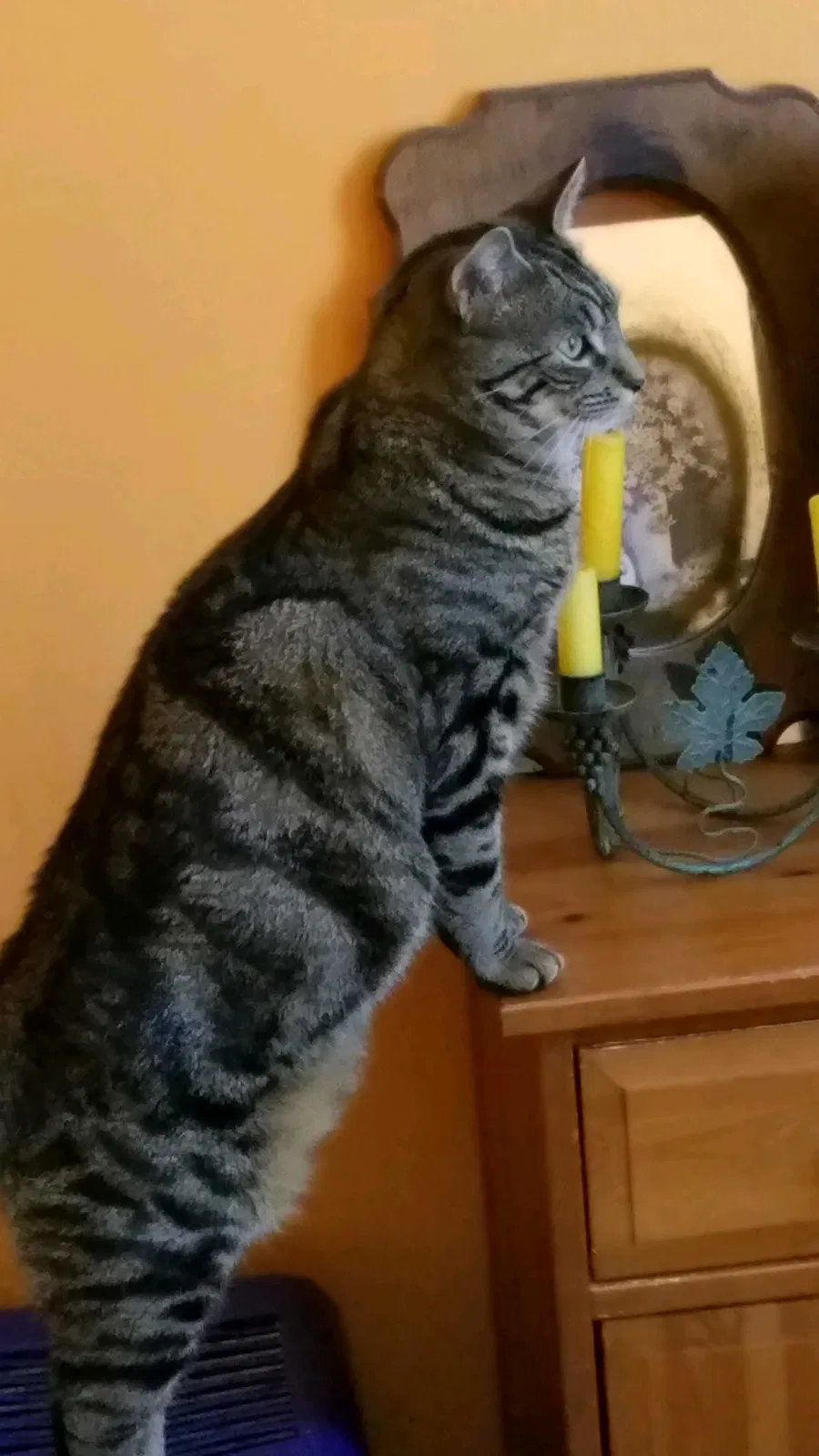Lost cat in Sayreville, NJ, 8872