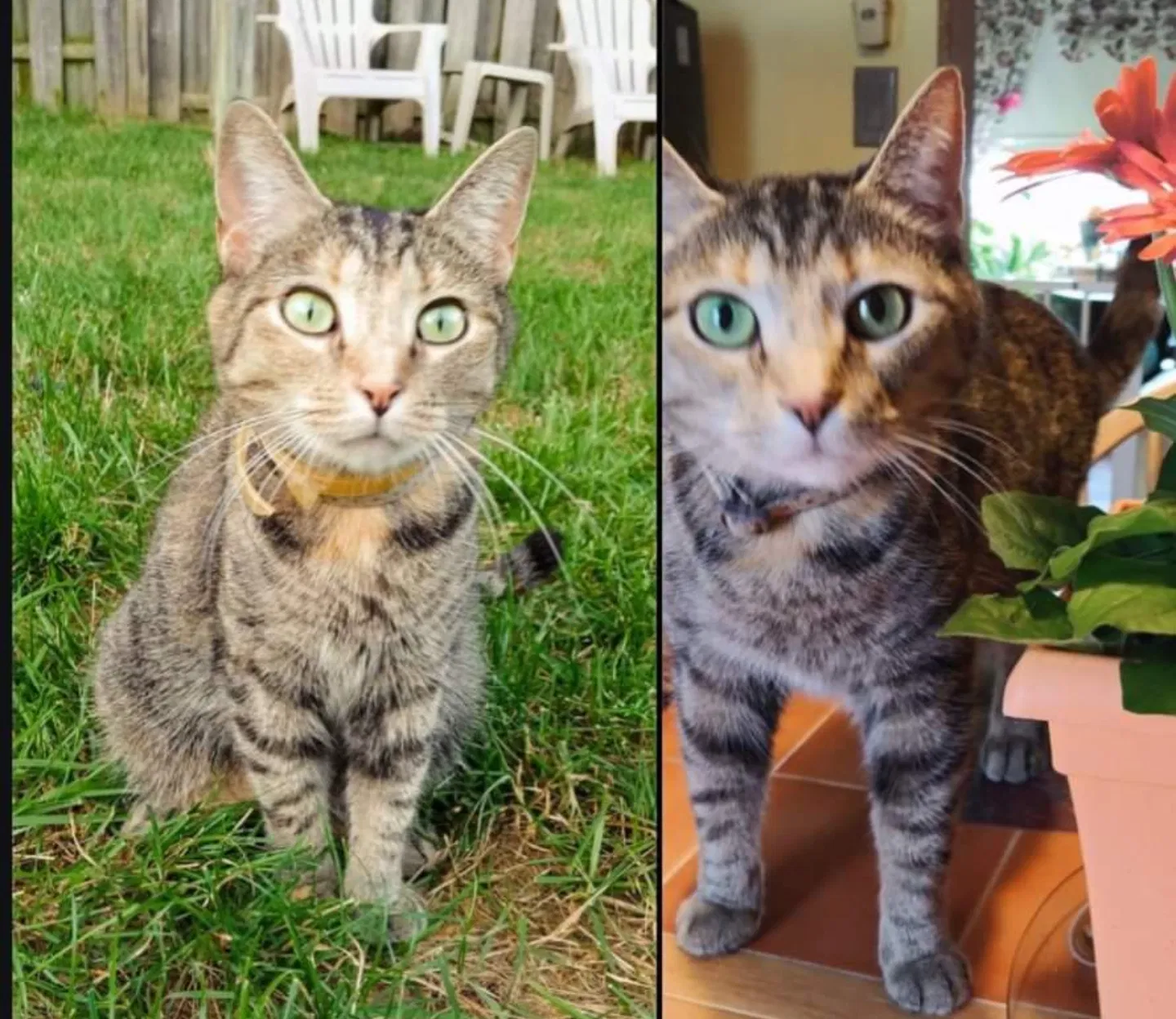 Lost cat in Hanover, PA, 17331