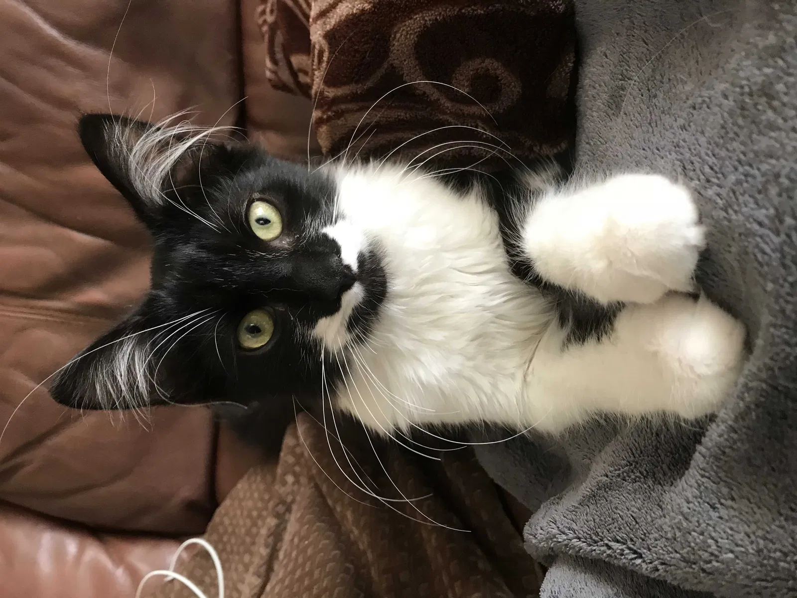 Lost cat in Oceanside, CA, 92056