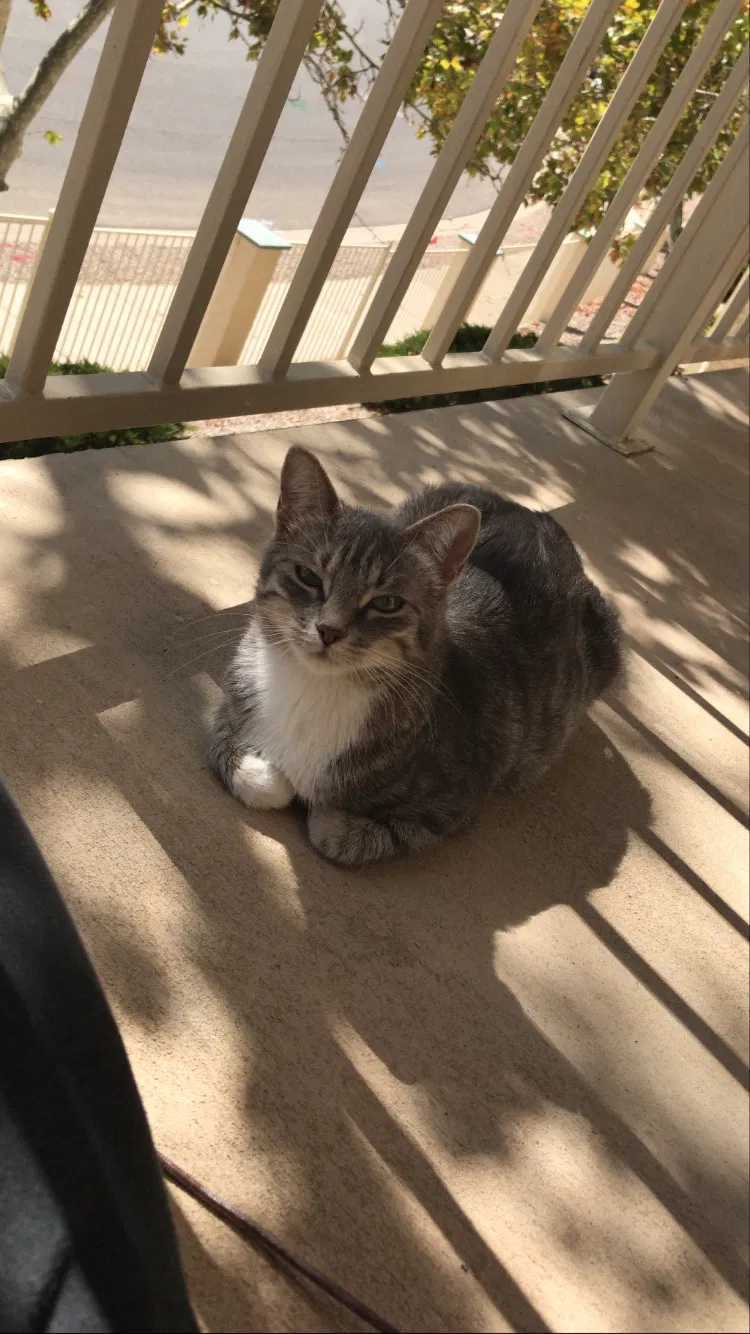 Lost cat in Albuquerque, NM, 87107
