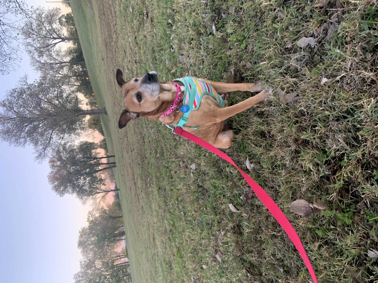 Lost dog in Memphis, TN, 38103