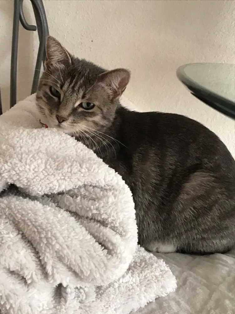 Lost cat in Albuquerque, NM, 87107