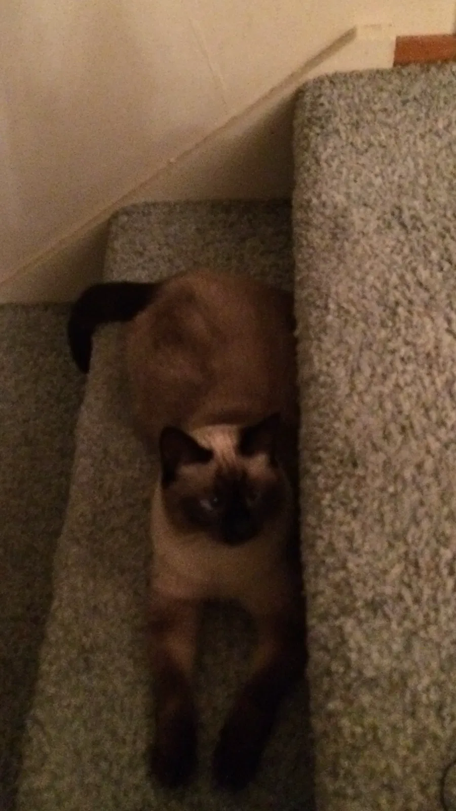 Lost cat in Pinole, CA, 94564