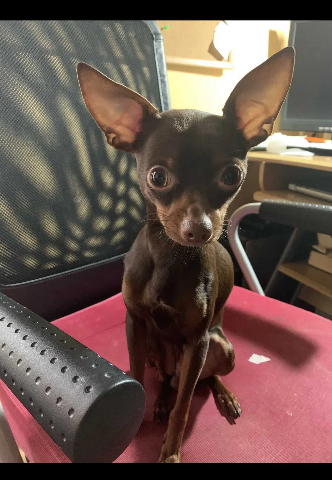 Lost dog in Winter Park, FL, 32792