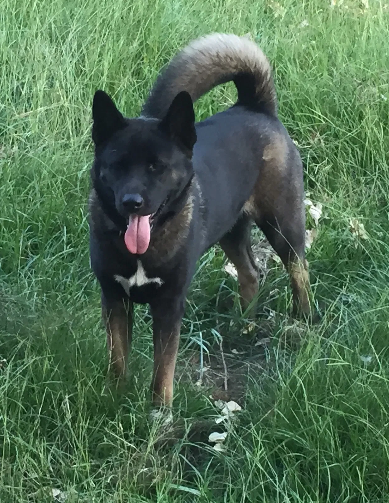 Lost dog in Greenville, NC, 27834