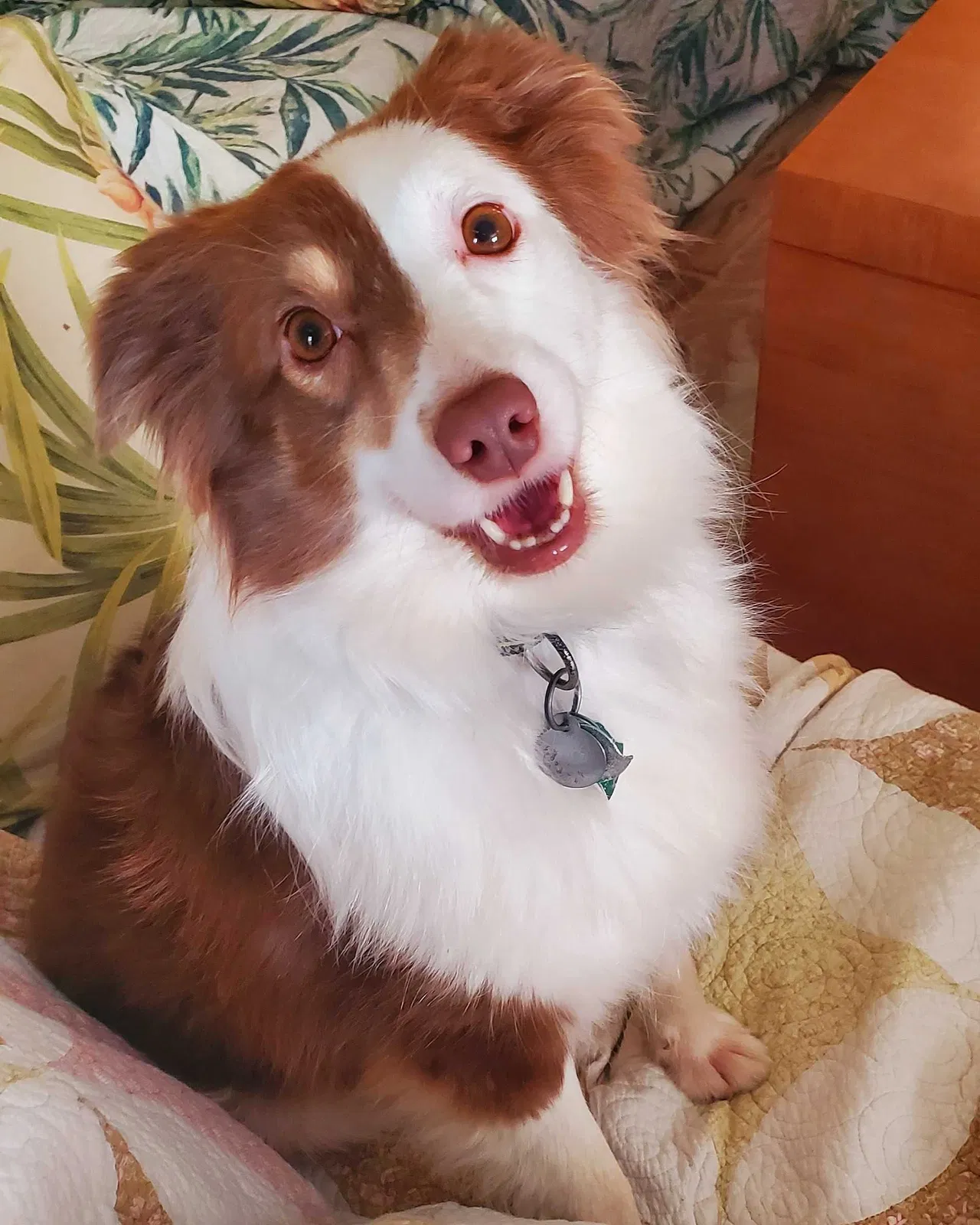 Lost dog in Ocala, FL, 34473