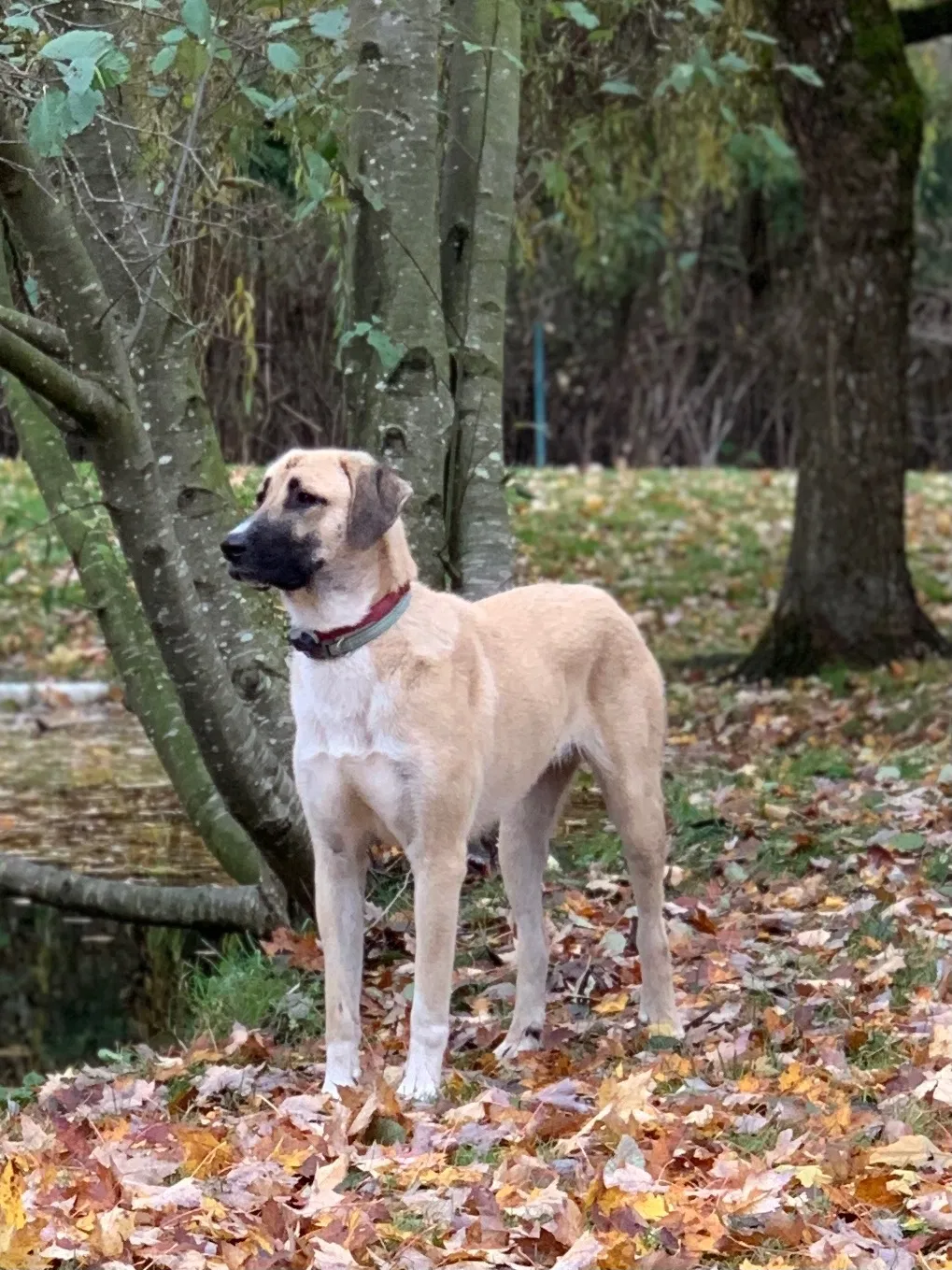 Lost dog in Goodnews Bay, AK, 99589