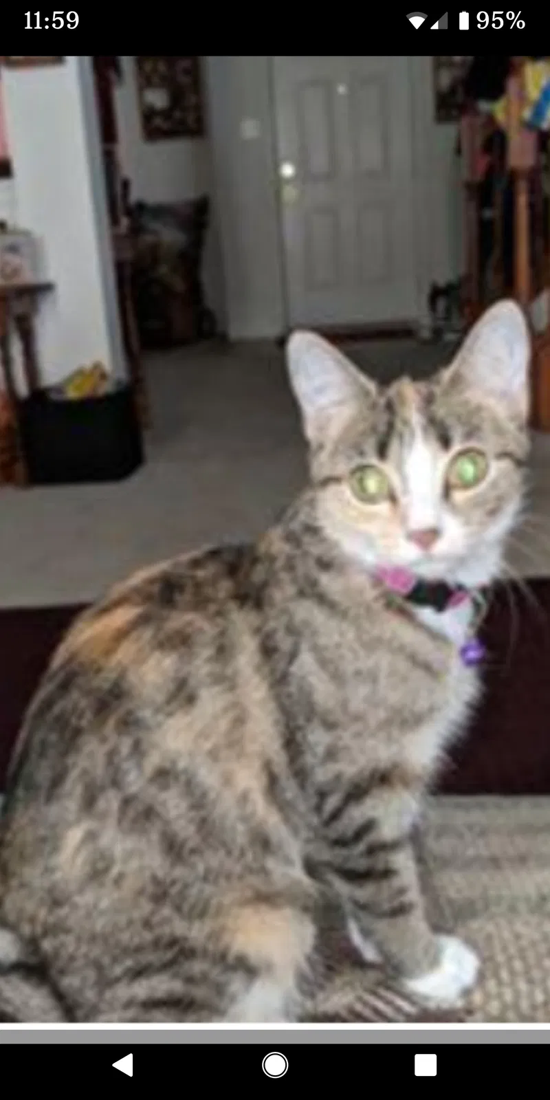 Lost cat in Lafayette, IN, 47909
