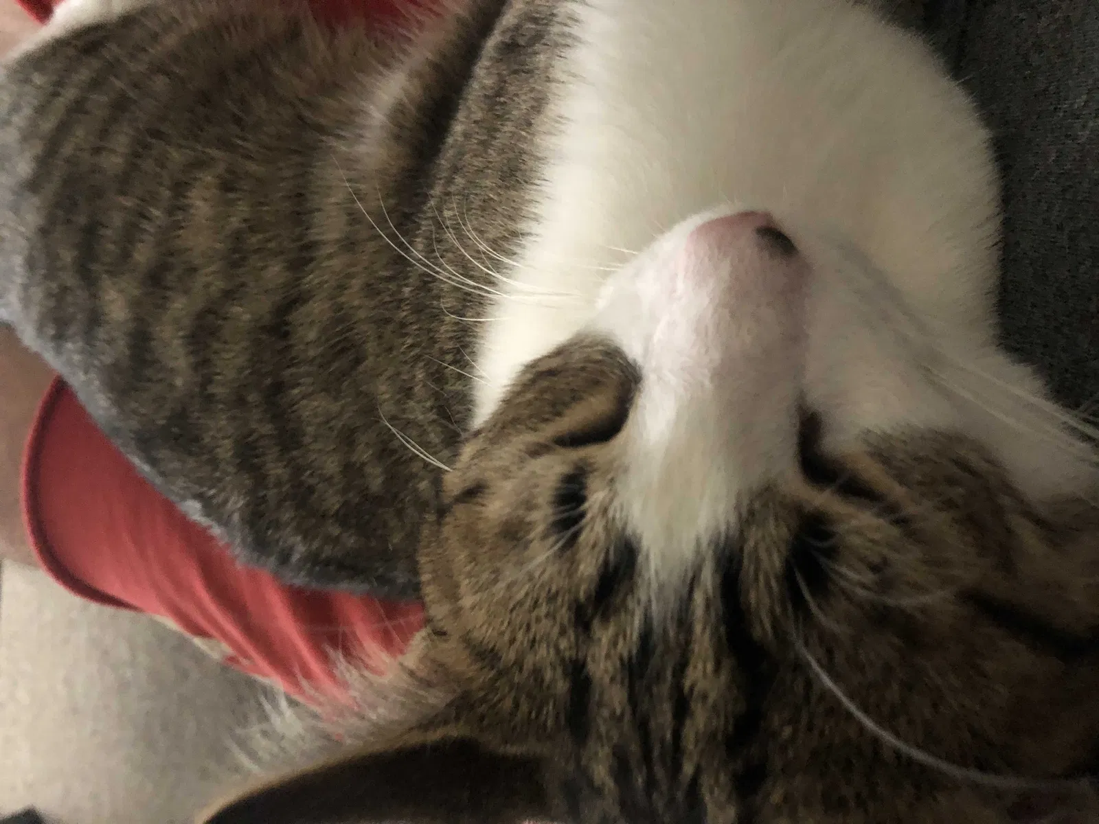 Lost cat in Erie, PA, 16509