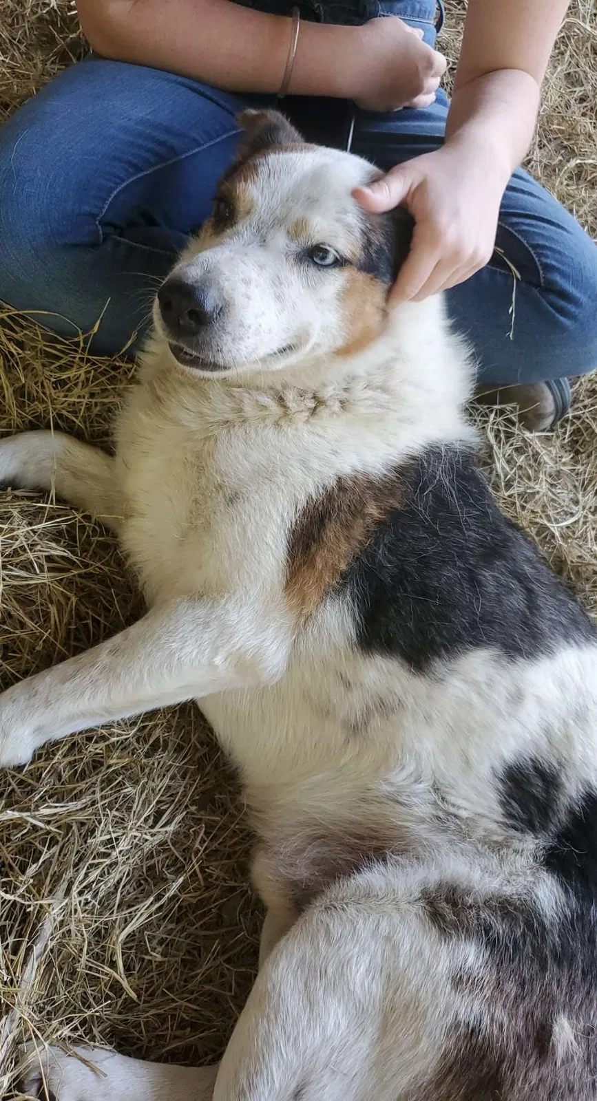 Lost dog in Gilmer, TX, 75644