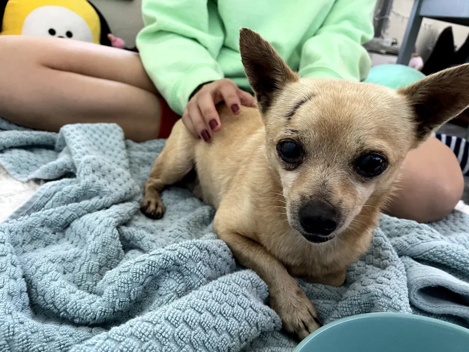 Found dog in Orlando, FL, 32817