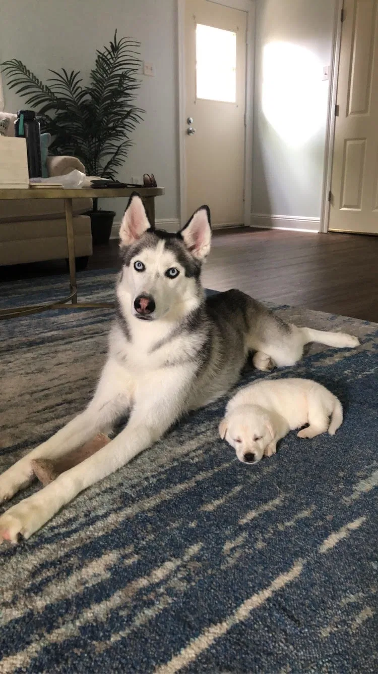 Lost dog in Metairie, LA, 70006