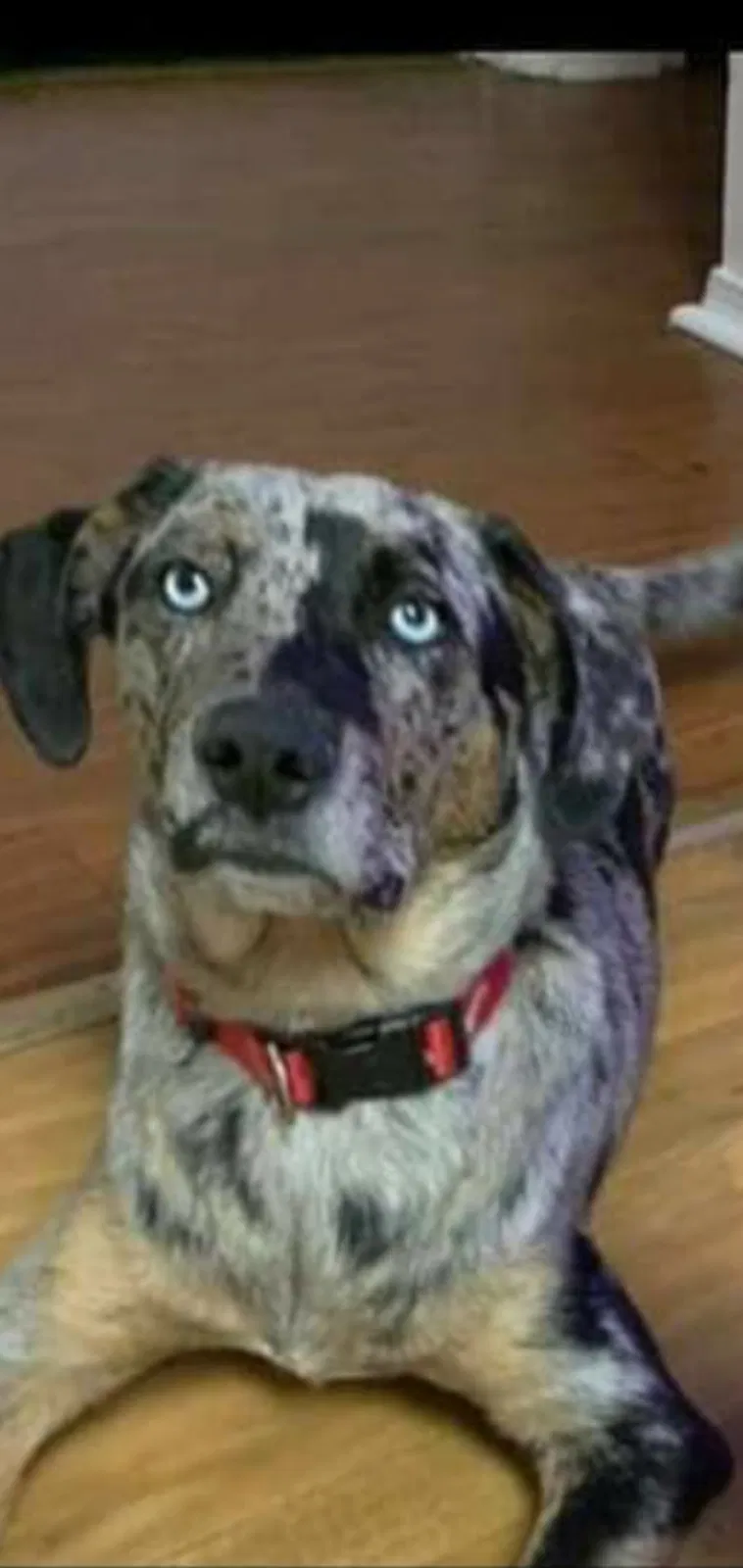 Lost dog in Beaufort, SC, 29906