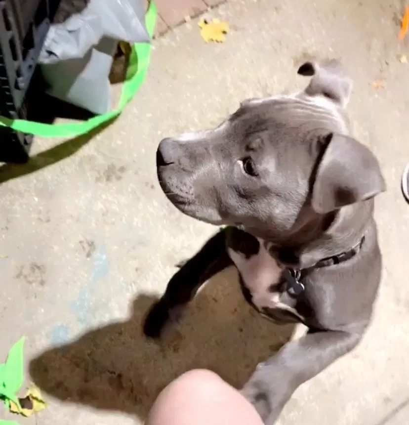 Lost dog in Bellwood, IL, 60104