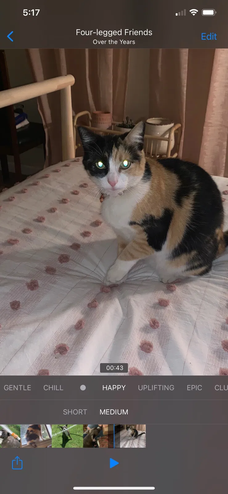 Lost cat in Salinas, CA, 93906