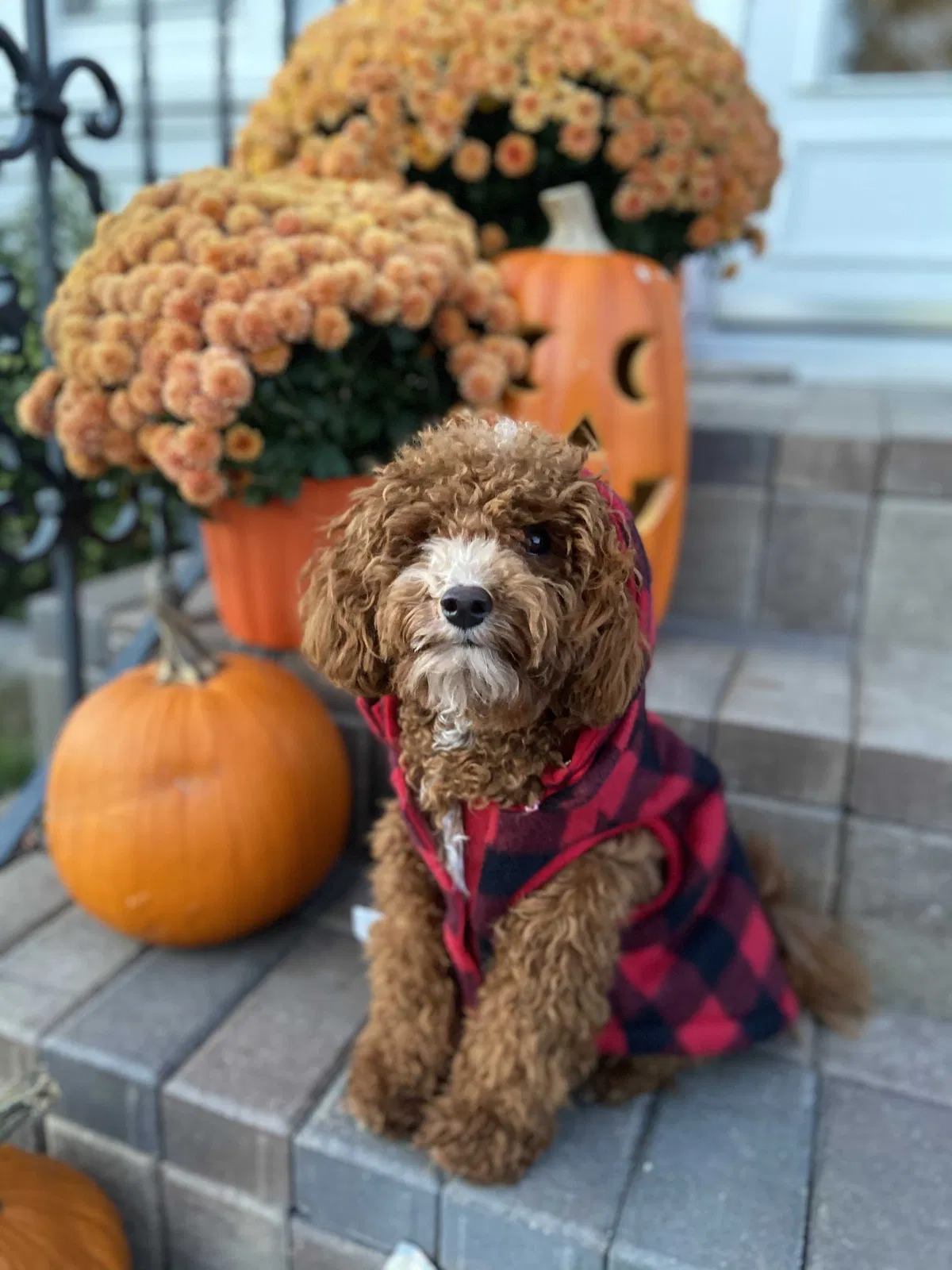 Lost dog in Hammond, IN, 46320