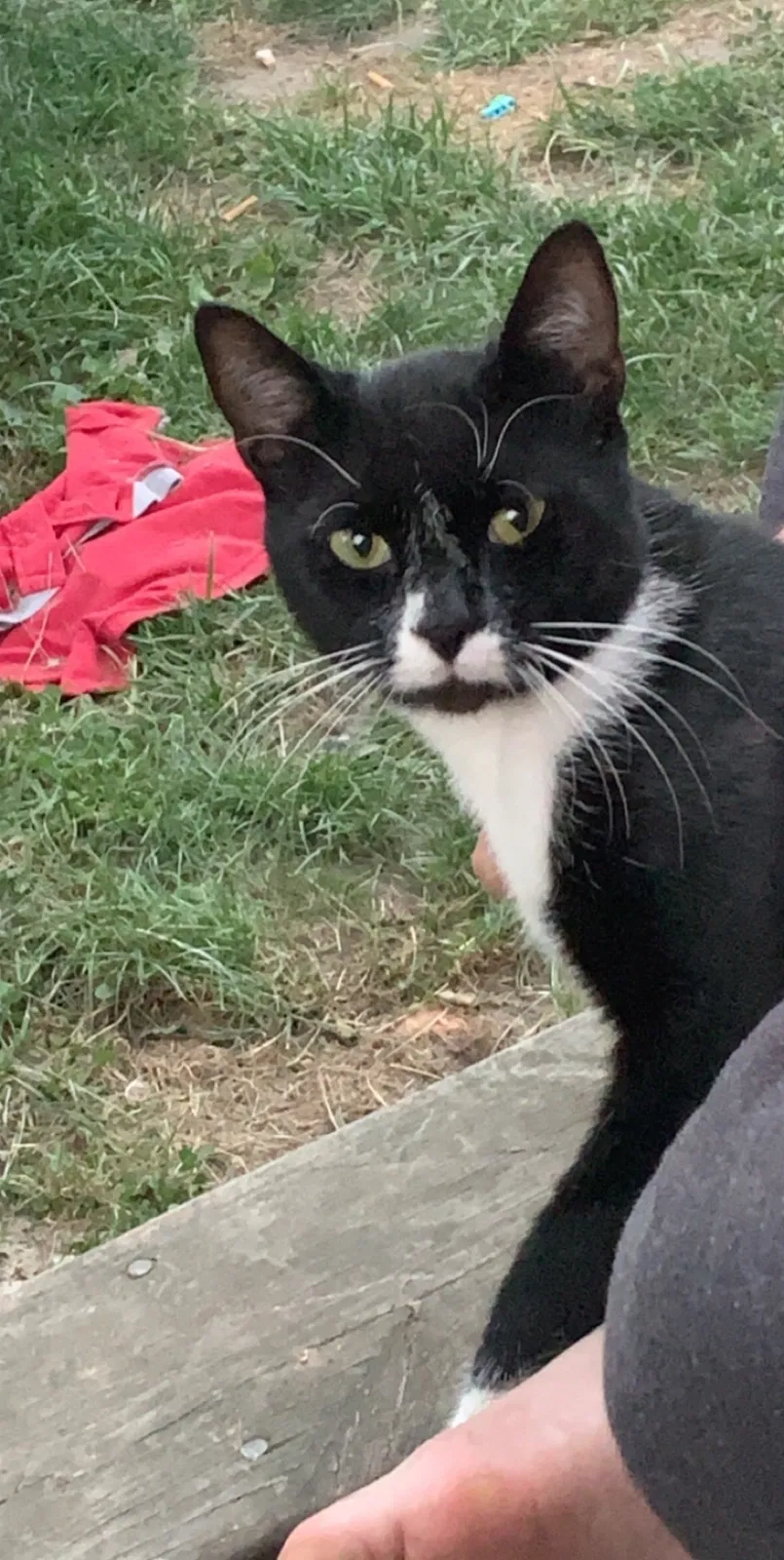 Lost cat in Toledo, OH, 43615