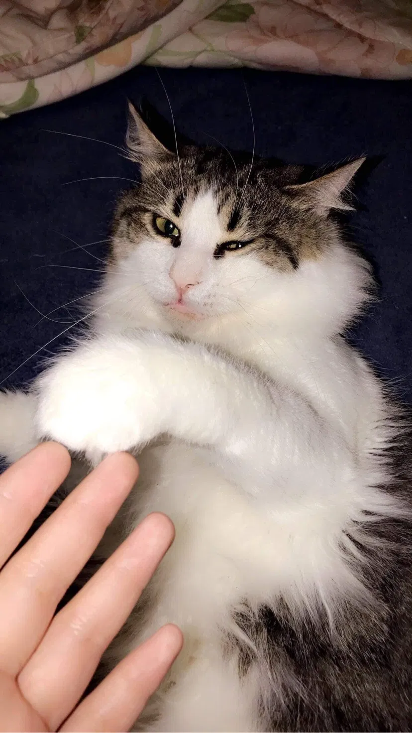 Lost cat in Arden, NC, 28704