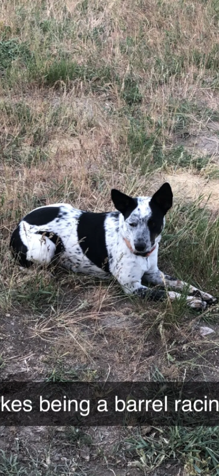 Lost dog in Riverton, UT, 84065