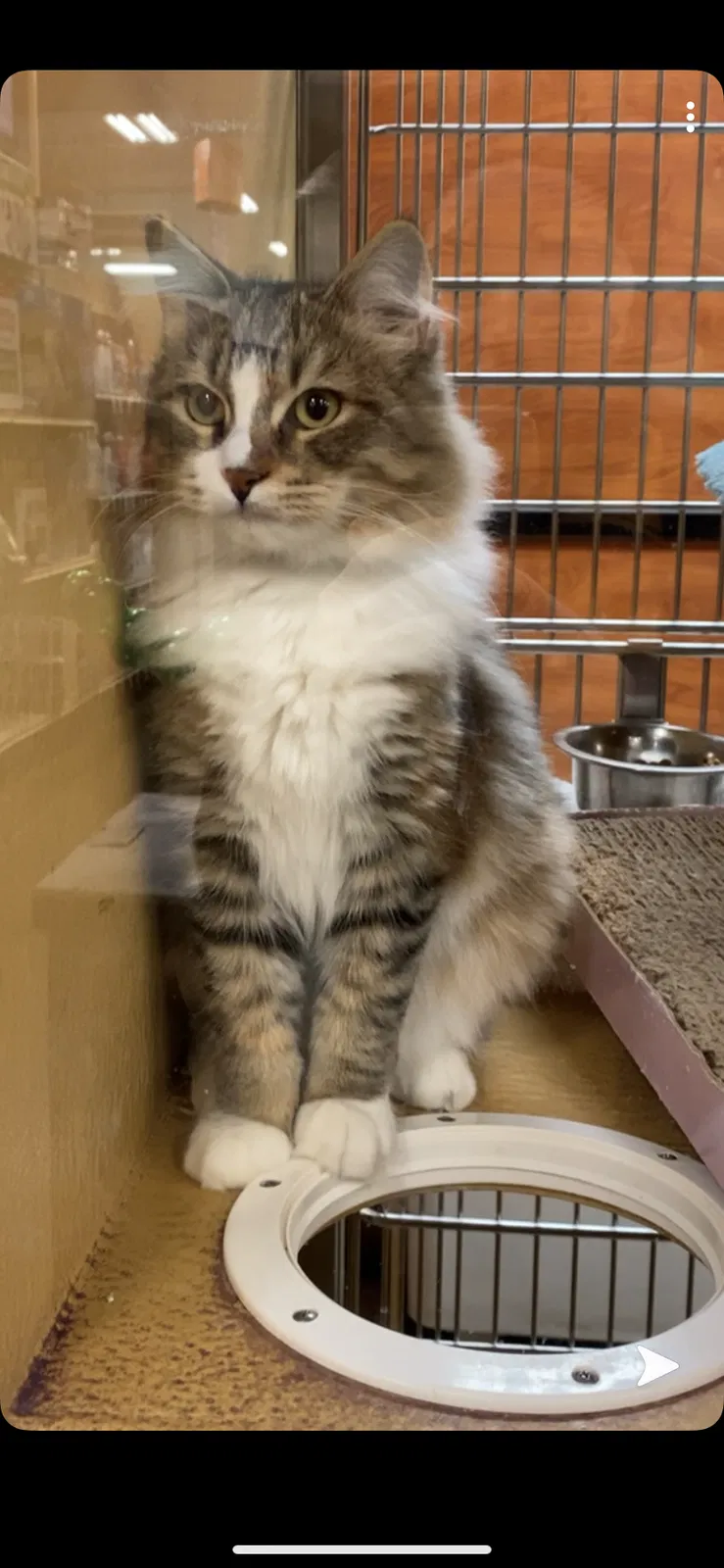 Lost cat in Sacramento, CA, 95815
