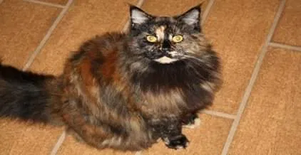 Lost cat in Cantonment, FL, 32533