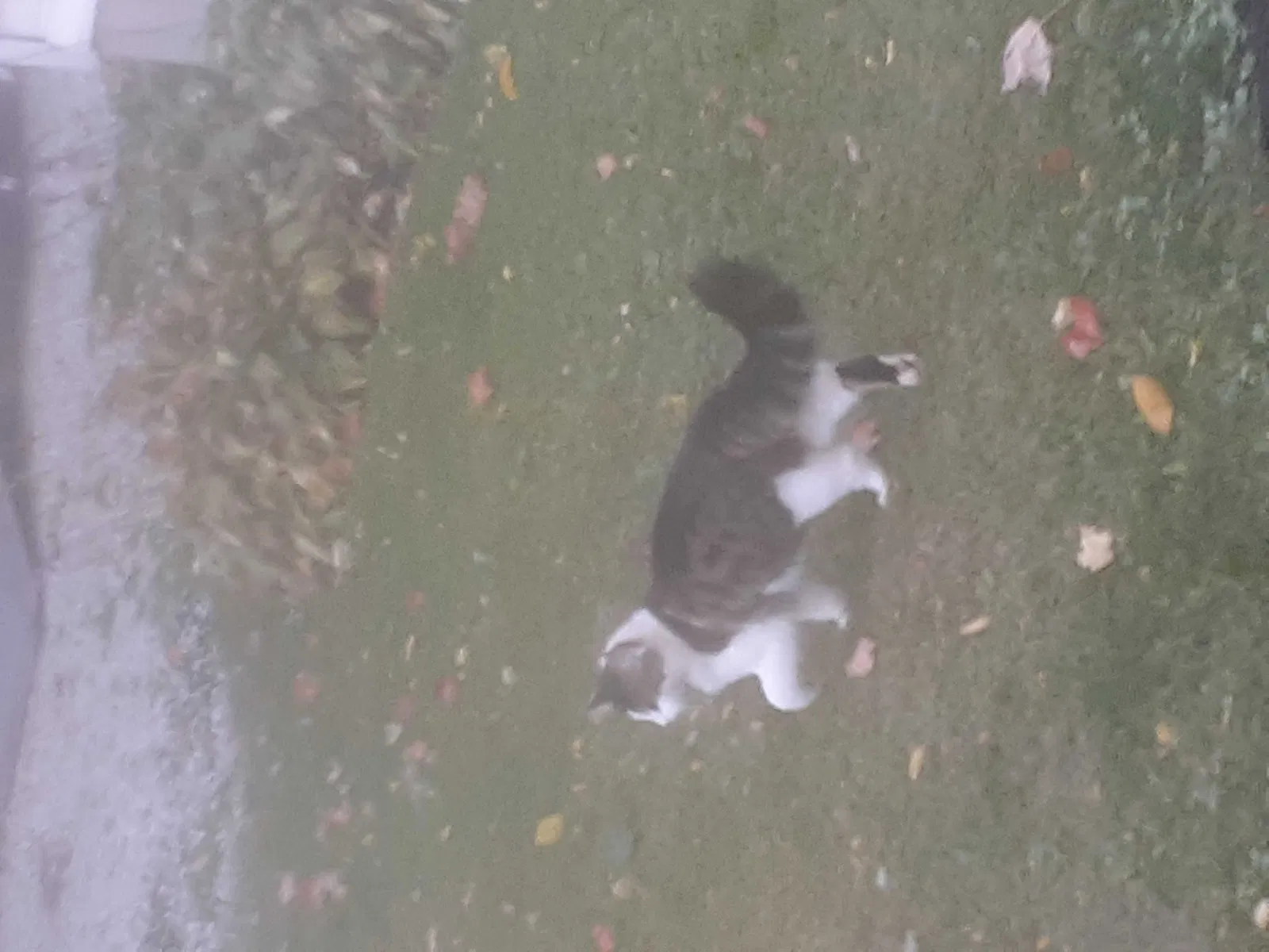 Lost cat in Fairview, PA, 16415
