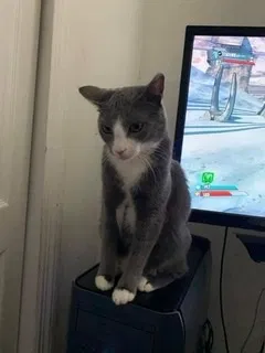 Lost cat in Cape Coral, FL, 33909