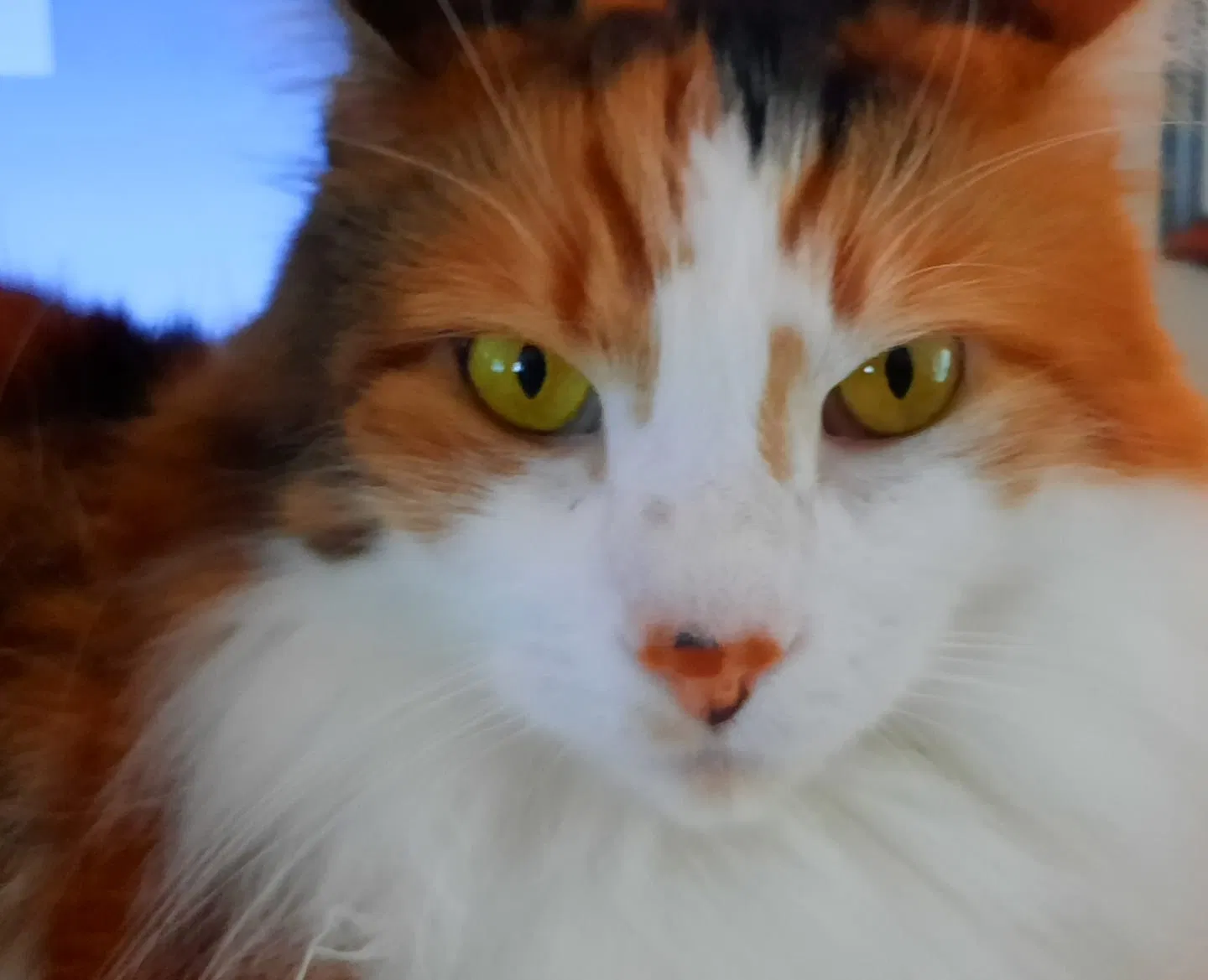 Lost cat in Dunnellon, FL, 34434