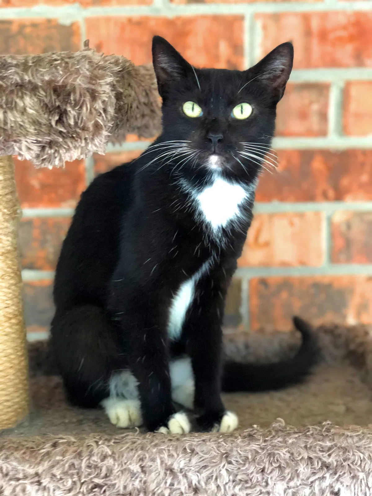 Lost cat in Southaven, MS, 38671