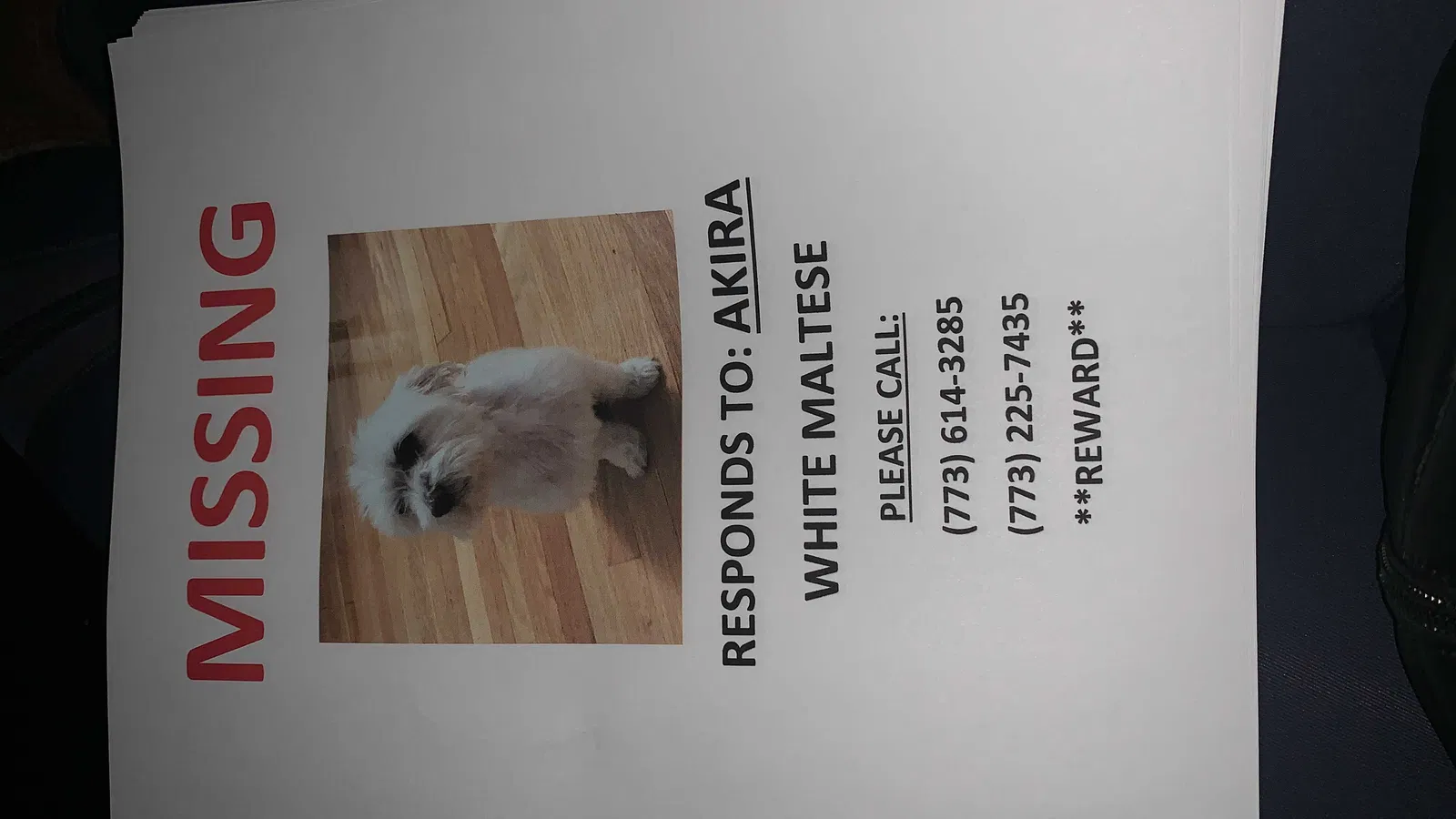 Lost dog in Chicago, IL, 60634
