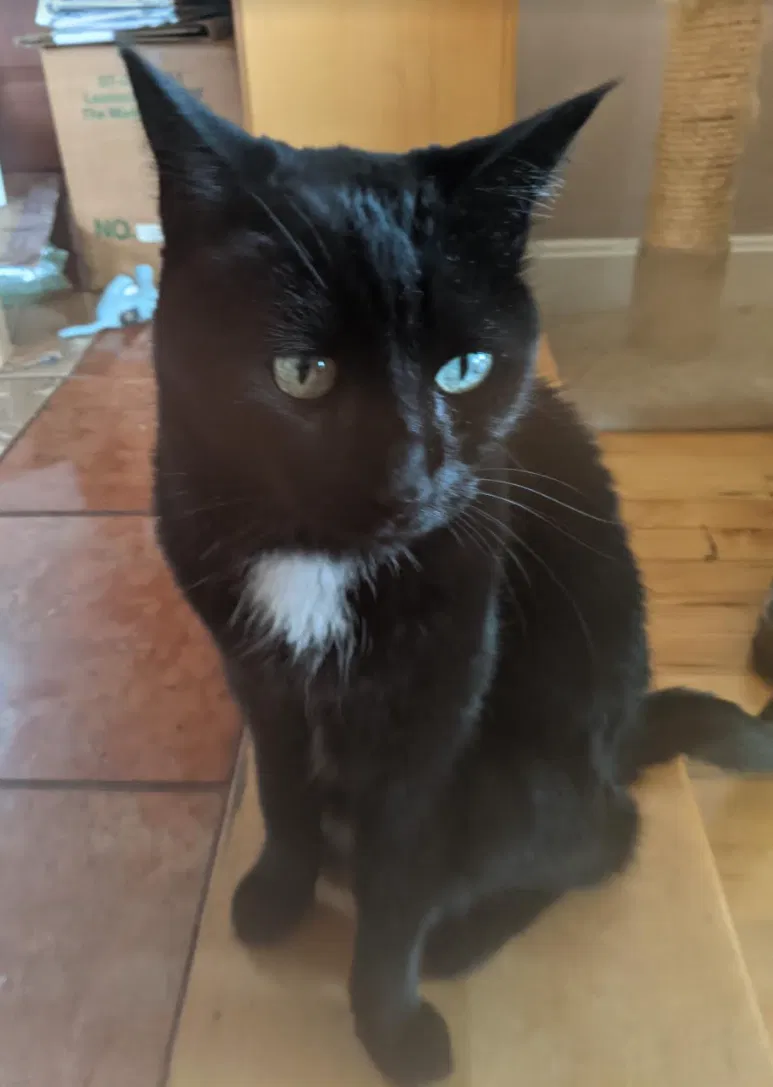Lost cat in Oakland, CA, 94602