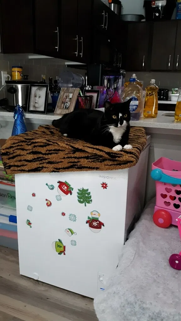 Lost cat in Wilsonville, OR, 97070