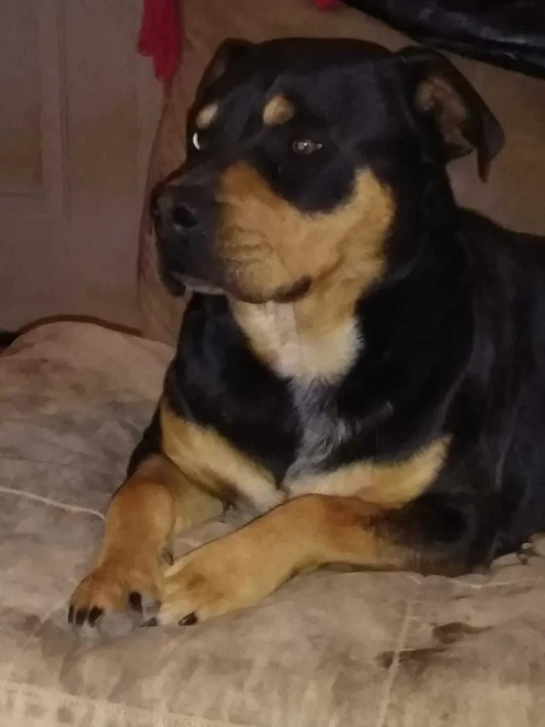 Lost dog in Amarillo, TX, 79118