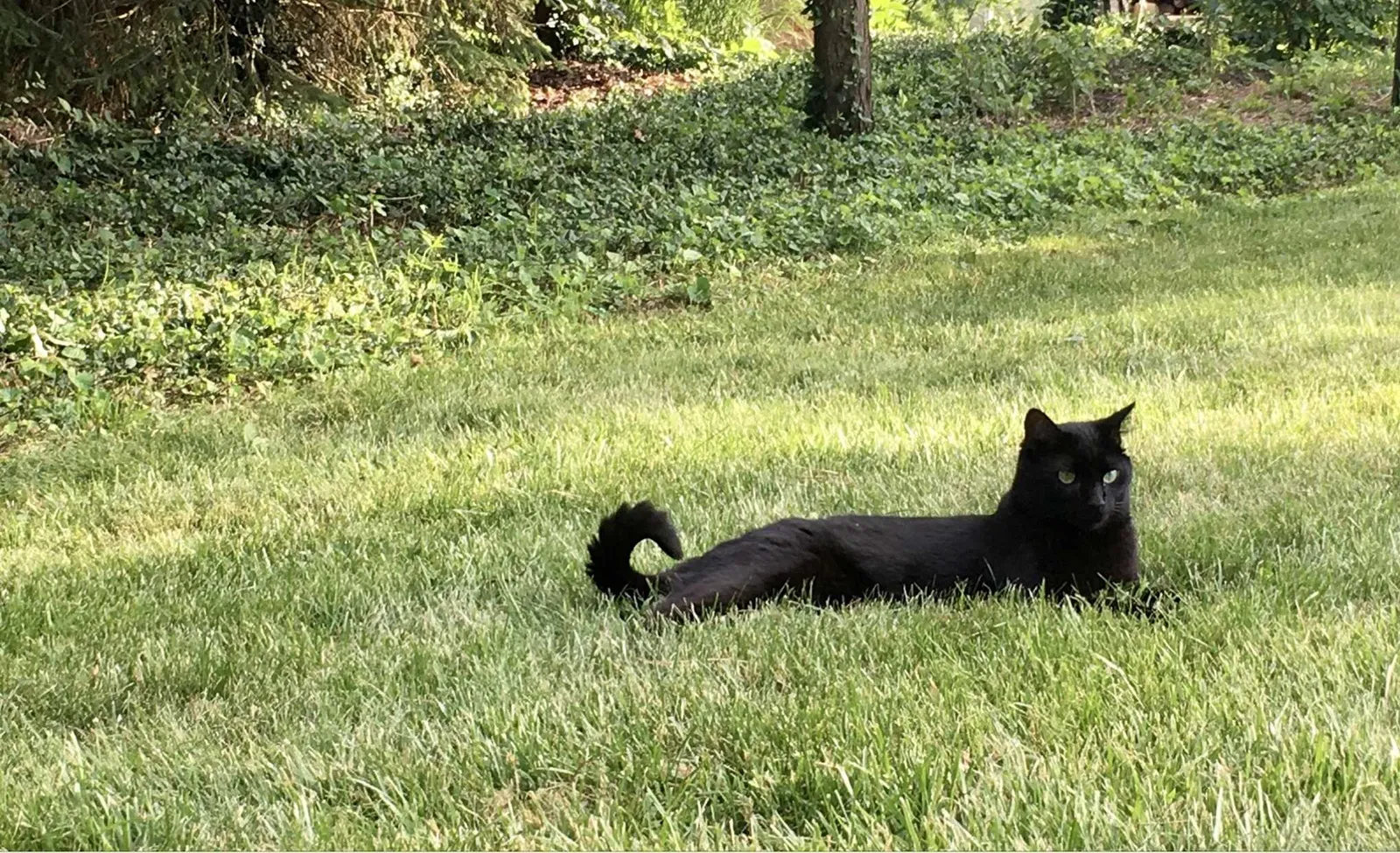 Lost cat in Cincinnati, OH, 45242