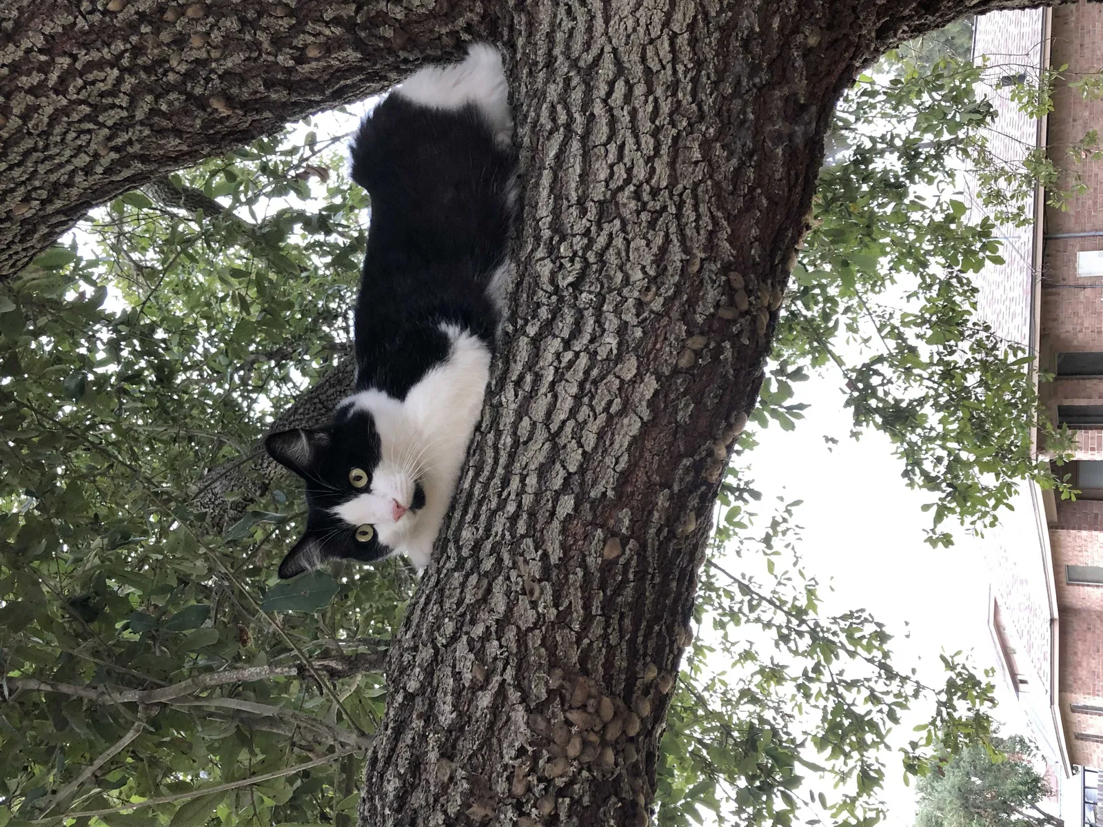 Lost cat in Corpus Christi, TX, 78418