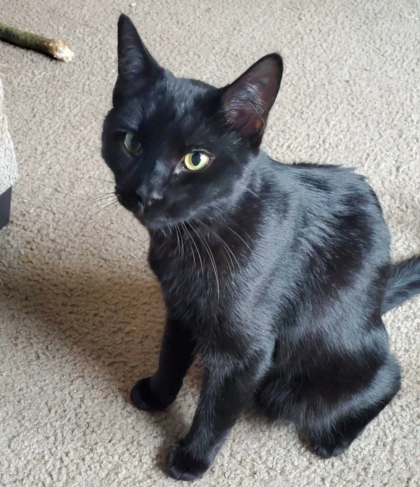 Lost cat in Albany, OR, 97322