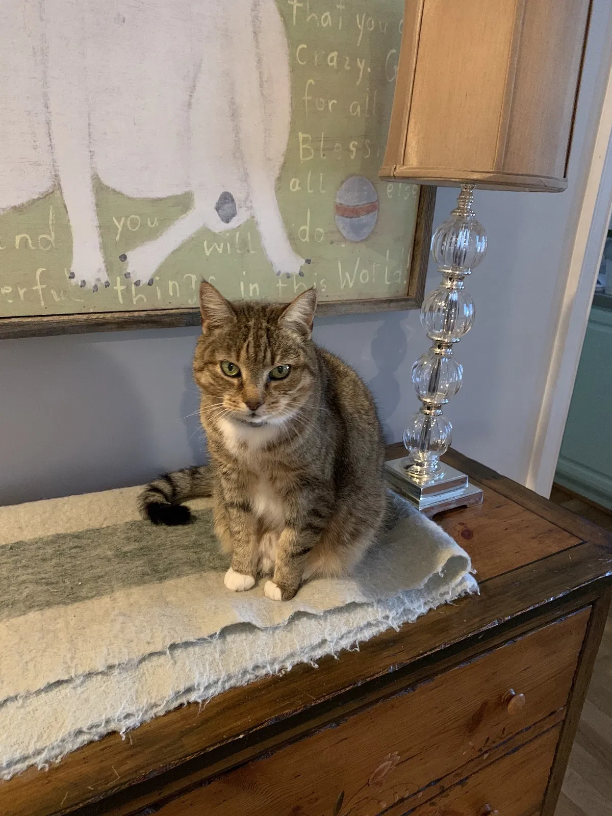Lost cat in Mount Pleasant, SC, 29464