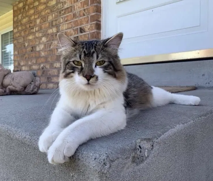 Lost cat in Riverton, UT, 84065