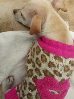 Lost dog in Lubbock, TX, 79415