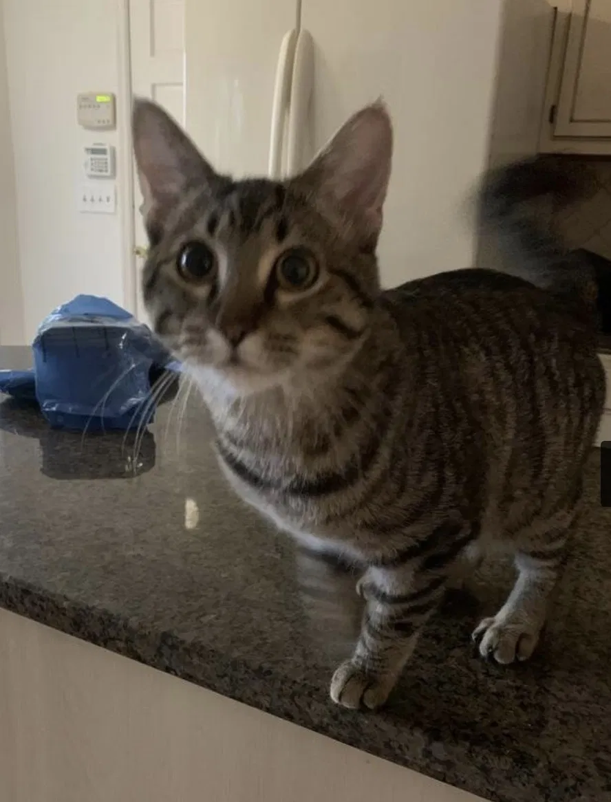Lost cat in Kennesaw, GA, 30144