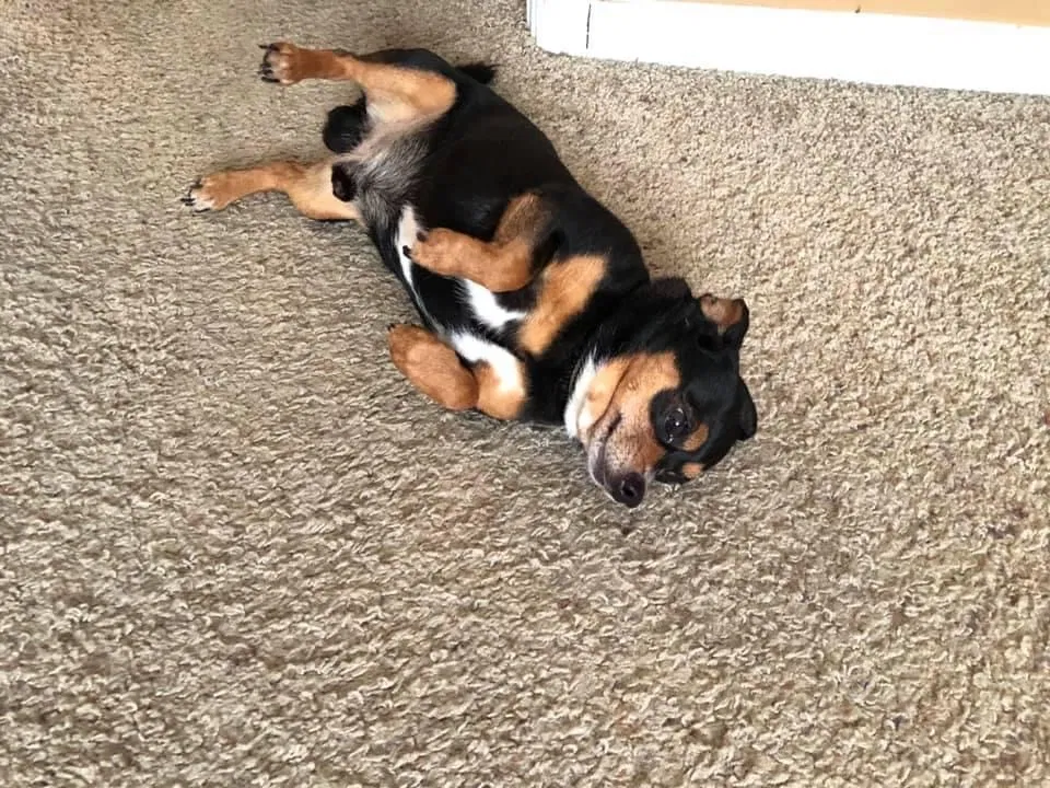 Lost dog in Newport News, VA, 23607