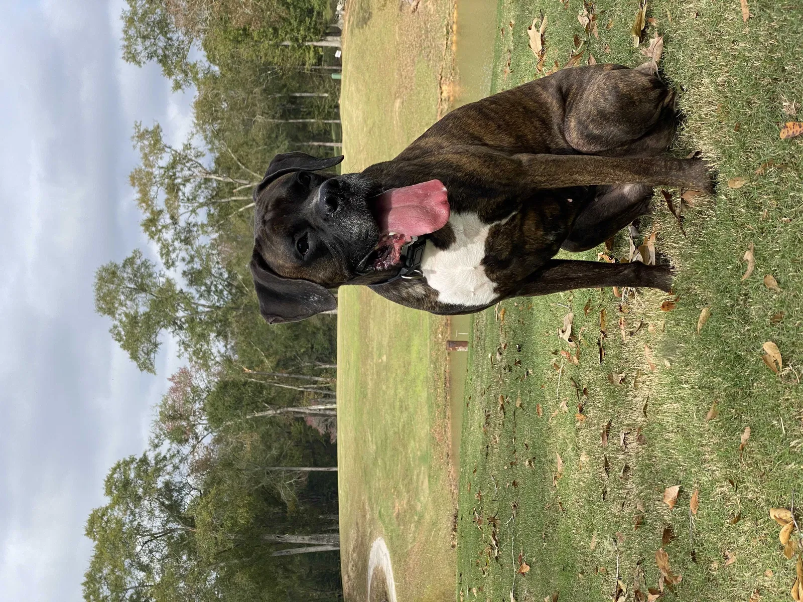 Lost dog in Vincent, AL, 35178