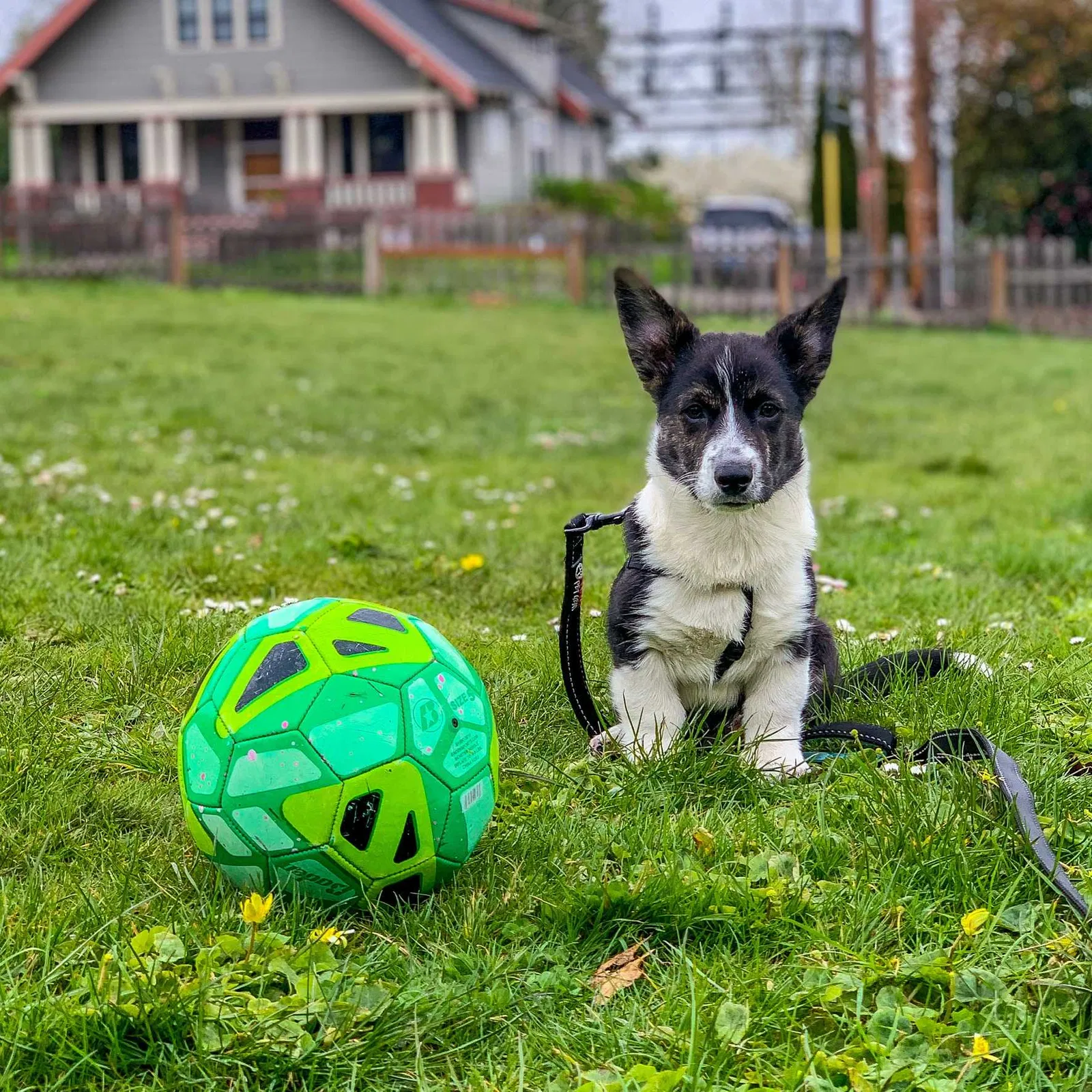 Lost dog in Portland, OR, 97212