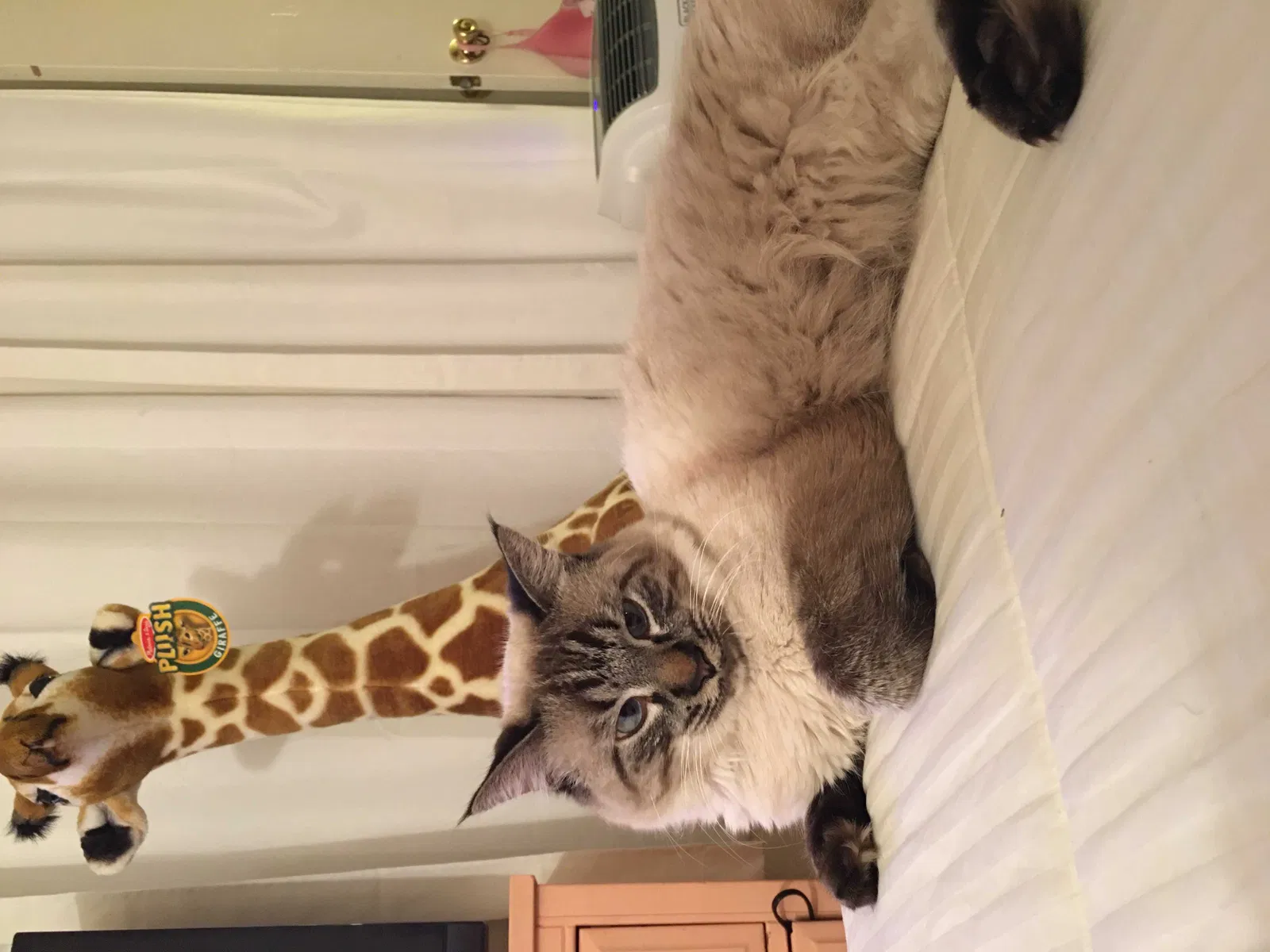 Lost cat in El Paso, TX, 79932