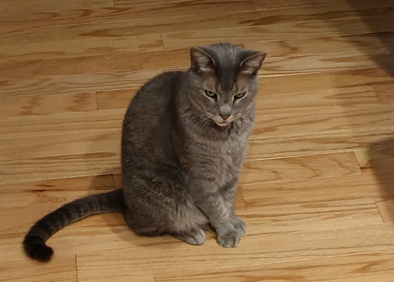 Lost cat in Brunswick, OH, 44212