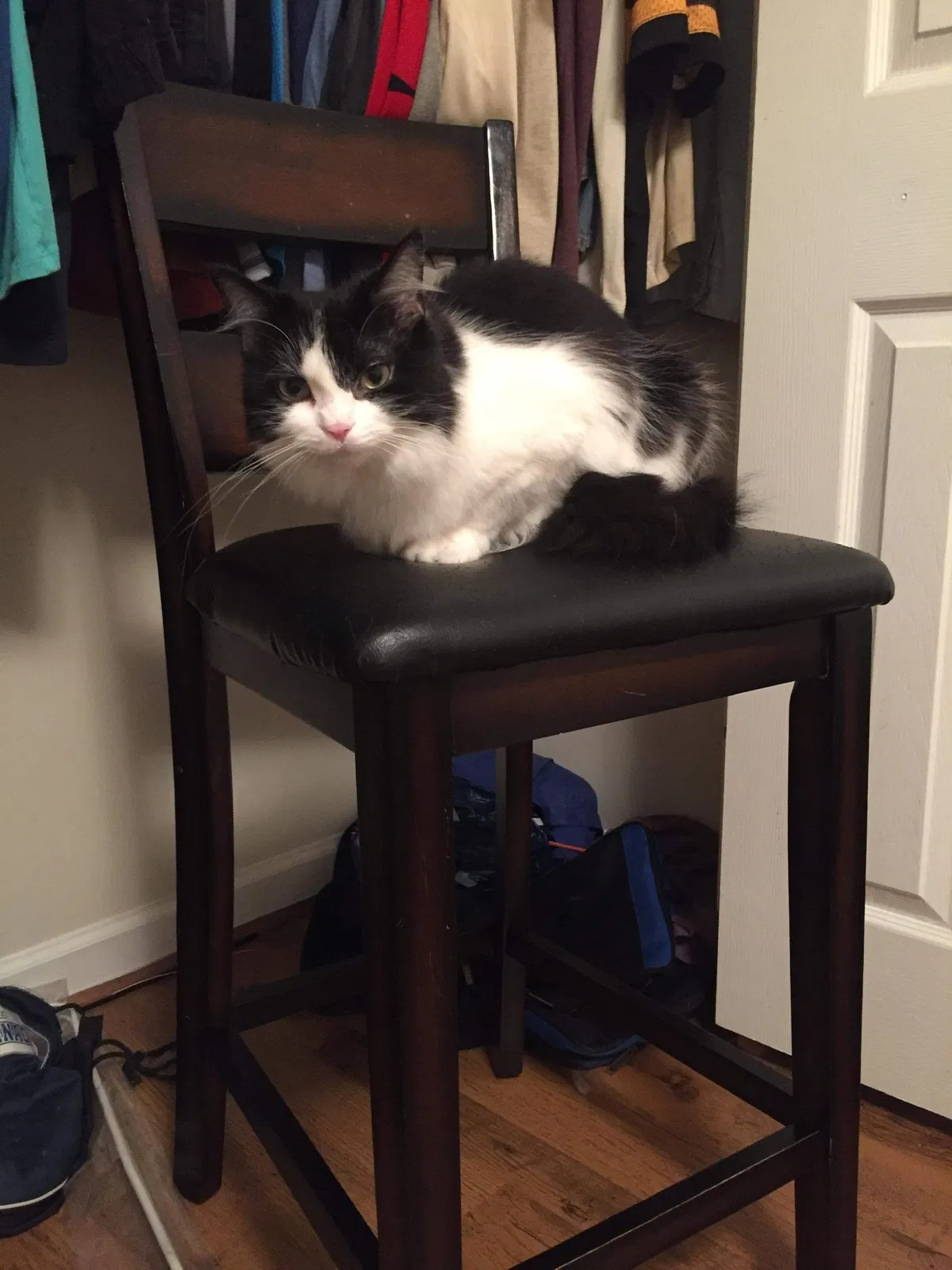Lost cat in Shippensburg, PA, 17257