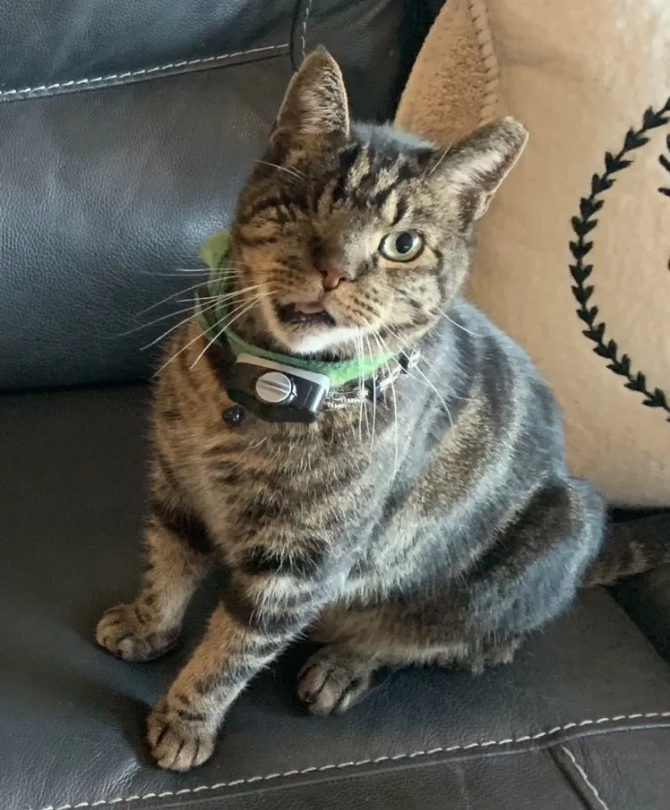 Lost cat in Westwood, MA, 2090