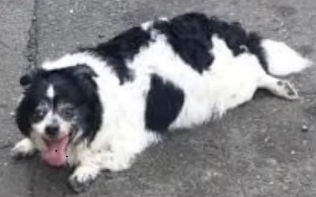Lost dog in Bridgeport, CT, 6608